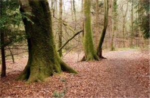 Tinneys Fir